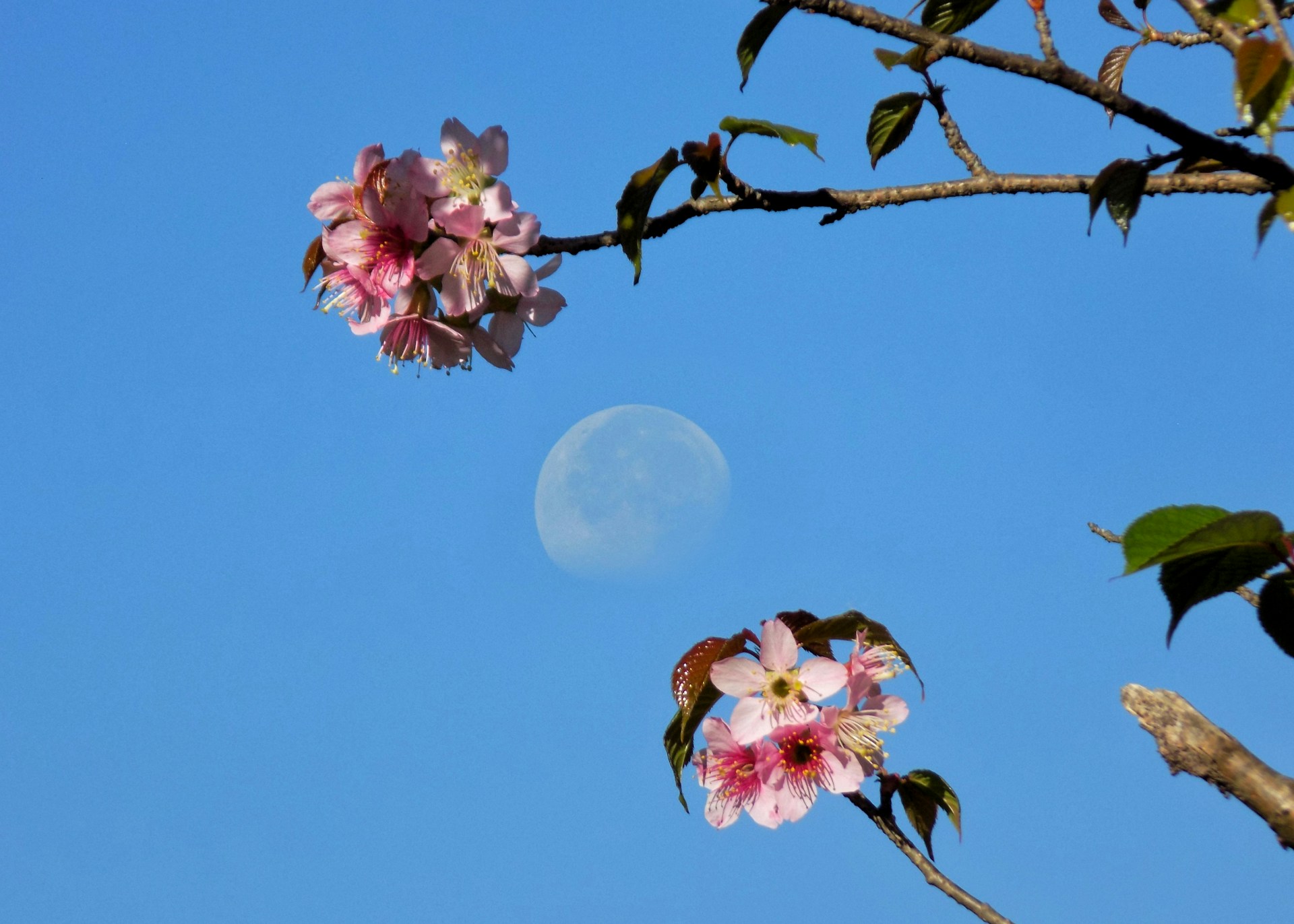 Flower Moon Magic: How to Harness the May 12th Full Moon
